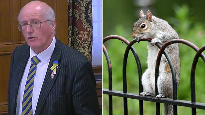 Grey squirrels are ‘Hamas of squirrel world’, MP says in Westminster debate