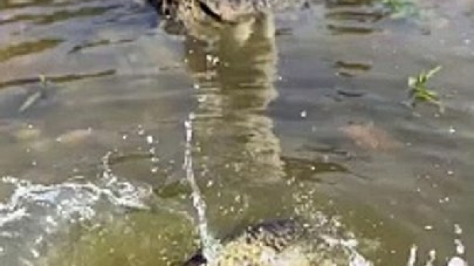 Puppy And Fish Playing With Each Other | Animals Funny Reactions | Animals Funny Moments | Cute Pets #animals #pets #dog #doglover #cutepuppies #fun #love #cute #beautiful #funny