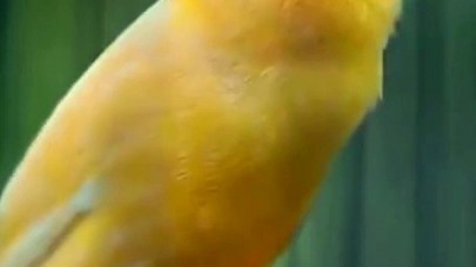 Canary Singing birds sounds at its best - Melodies Canary Bird song #bird #canary #shorts