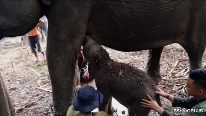 In Indonesia festa per la nascita di un elefantino di Sumatra