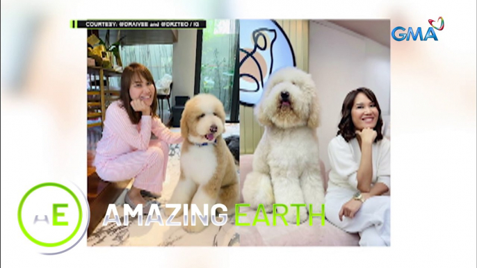 Amazing Earth: Would you prefer giant dog breeds or toy dogs?