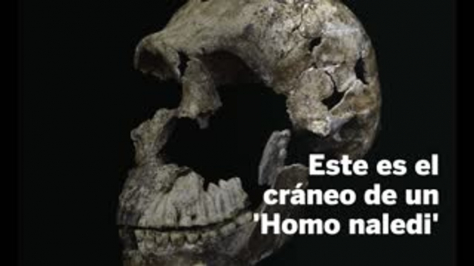 El 'Homo naledi', una nueva especie humana, convivió en África con el 'Homo sapiens'