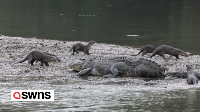 Videos shows otters dodging a crocodile’s jaws and chewing on its tail