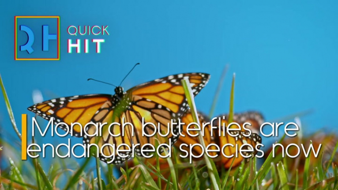 Monarch Butterflies Are Endangered Species Now