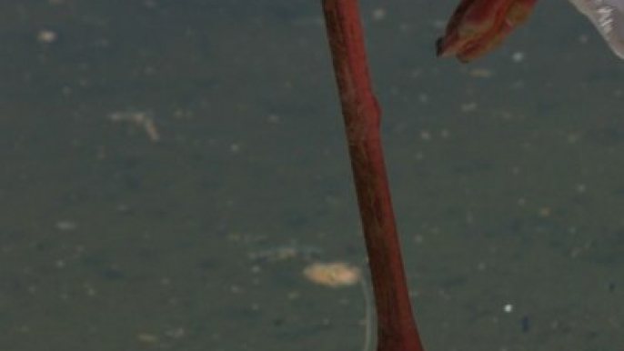 CAM - Pourquoi les flamants roses se tiennent sur une seule patte ?