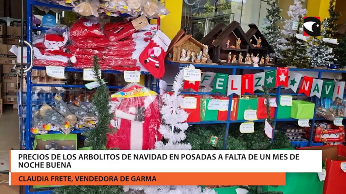 Posadas | Conocé los precios de los arbolitos de navidad a falta de un mes de la fiesta