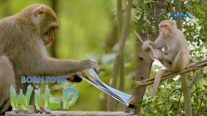 Doc Ferds Recio comes close to a group of Formosan macaque | Born to be Wild