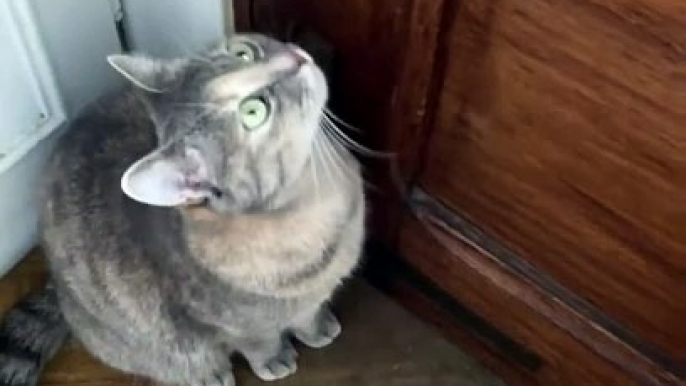 Magical Meows: Sounds That Cats Can't Resist