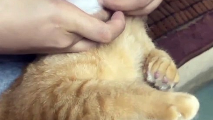 Cat Don't Want To Eat Tablet | Cat Don't Want to Eat Medicine | Animals Funny Reactions | Cute Pets #animal #cats #satisfyingvideos #catshorts #pets