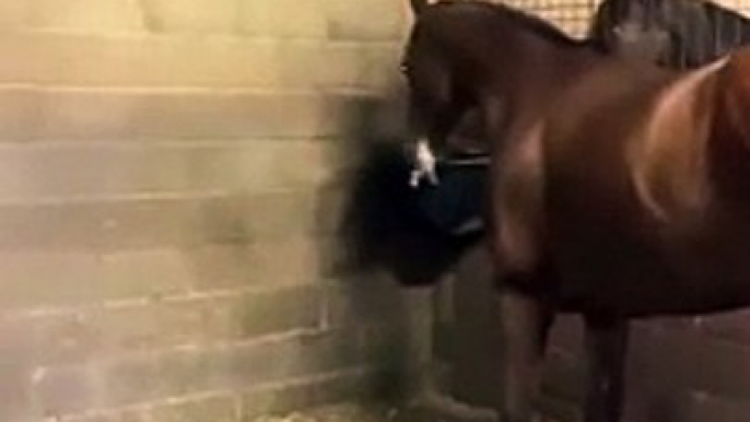 Ce cheval fait faire un tour de manège à une souris... extrême