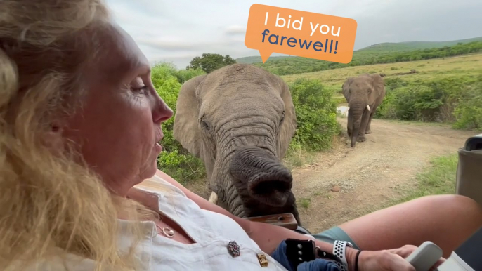 28 Elephants Get Up Close and Personal with Tourists