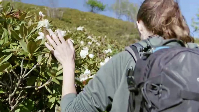 Wondering in the lap of nature. Video Of Woman Runs Her Fingers Over The Flowers