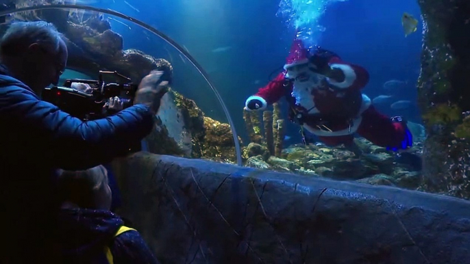 WATCH: Santa Claus brings Christmas gifts to the sea world of a German aquarium