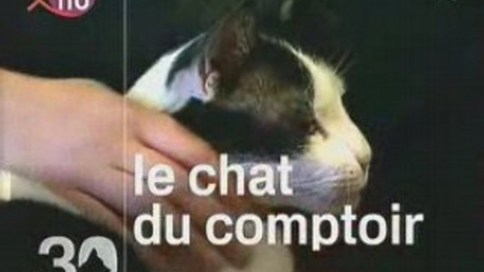 Le chat de Commercy