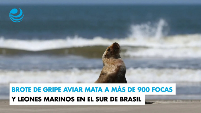 Brote de gripe aviar mata a más de 900 focas y leones marinos en el sur de Brasil