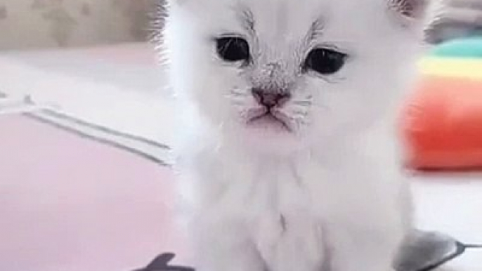 Cute_Kitten_Baby_Cat_Funny_Cat_Videos