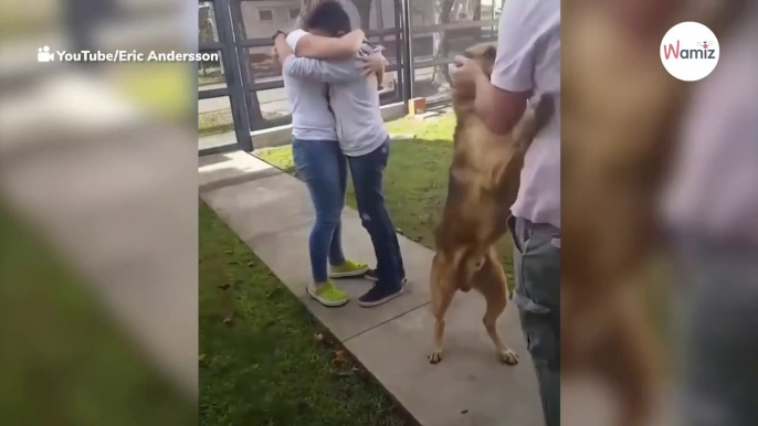 Mehr als 800.000 Leute staunen über das Wiedersehen eines Jungen mit seinem Deutschen Schäferhund (Video)