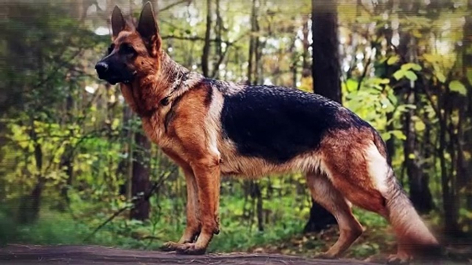 These Dogs Can Run Faster Than Usain Bolt