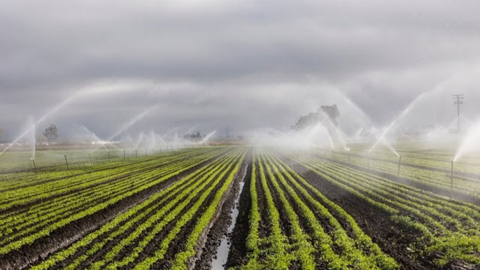 Cultivating miracles: The inspiring story of Israel's agricultural triumphs