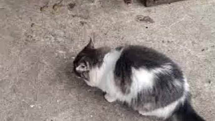 The kitty videos #shorts #viral #funny #cat #shortvideo #video #cutecat #cute #subscribe #viralvideo