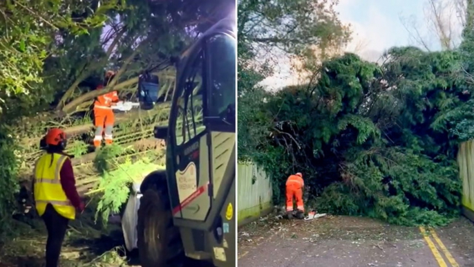 Fallen tree blocks path in London woods as Storm Henk brings strong winds