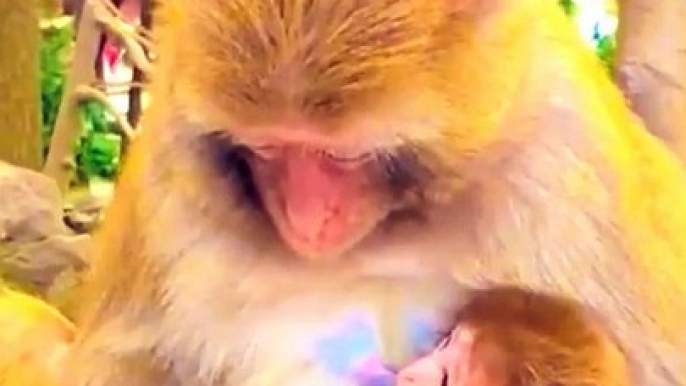 Animals Funny Video, Animals Video, Movie Of Animals, Animals Morning Video #Animals#Mankey