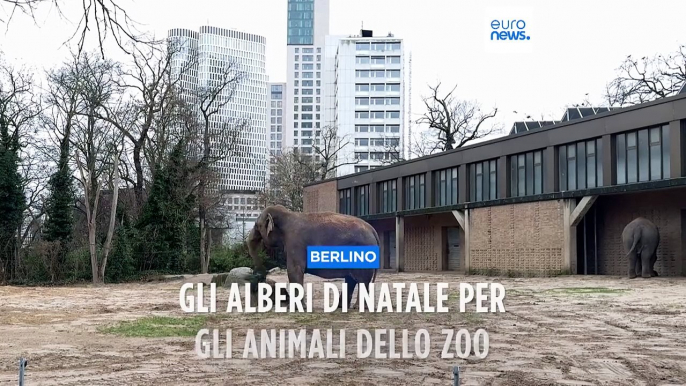 A Berlino gli alberi di Natale invenduti diventano cibo per gli animali dello zoo