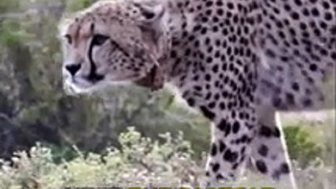 Cheetah _ The Fastest Animal On Earth