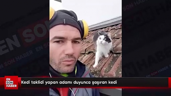 Kedi taklidi yapan adamı duyunca şaşıran kedi