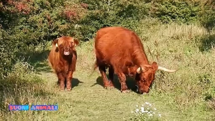 Mucche scozzesi al Pascolo _ Mucche a pelo lungo _ bestiame, bovini, erbivoro _ Suoni Animali