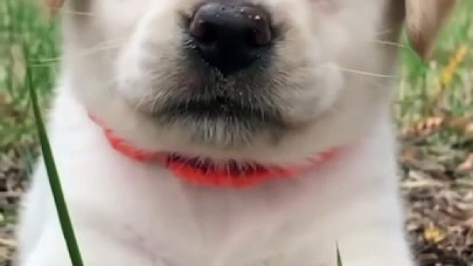 cute dog status video