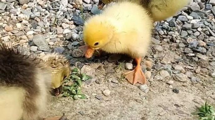 baby ducklings eating grass | Animals and beautiful nature |