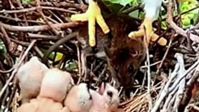 Mommy Bird Giving Food To The Chicks | Bird Eating Moments | Birds Satisfying Videos | Cute Birds #animal #pets #birds #fun #love #cute #beautiful