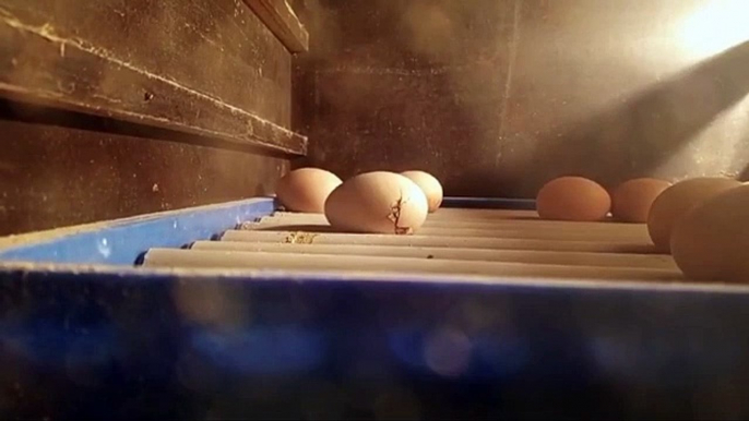 Baby Chick Hatching | Egg Hatching | incubation | chicks hatching in incubator
