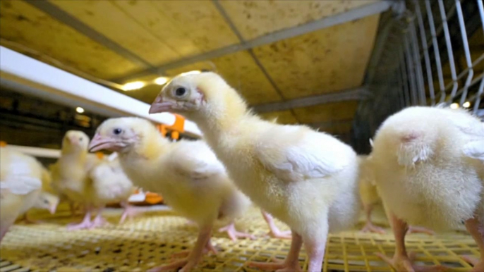 Les émotions des poulets sont-elles comprises par les humains ?