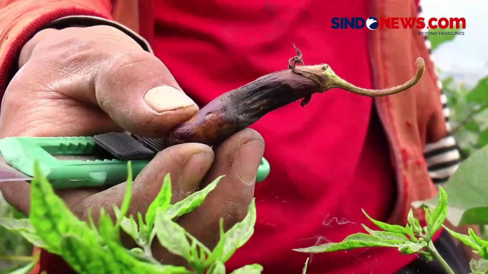 Akibat Erupsi Gunung Marapi, Hasil Panen Petani Sayur Menurun