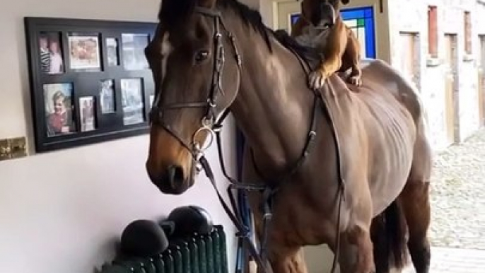 A Mysterious Horse Visits An Irish Household