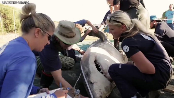 Marine Biologists Have Made A Terrifying Discovery After Finding Great White Sharks Doing