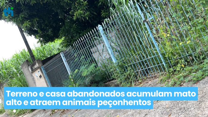 Terreno e casa abandonados acumulam mato alto e atraem animais peçonhentos