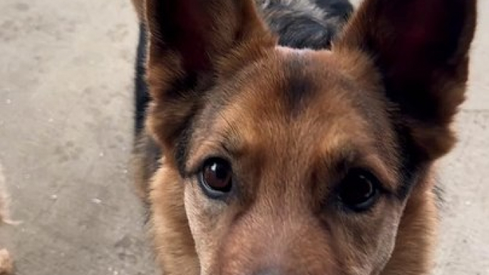 Colliding Dogs Explode Garbage Bag