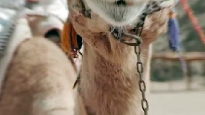 Camel riding Dubai Safari desert