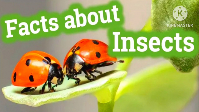 Amazing facts insects and animals | #amazing facts | animals | pets