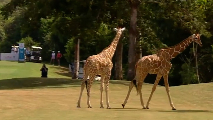 Giraffes interrupt play in Ladies European Tour golf tournament in Kenya