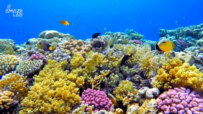 Our Planet’s Coral Reef Systems Are Significantly Larger Than Previously Believed