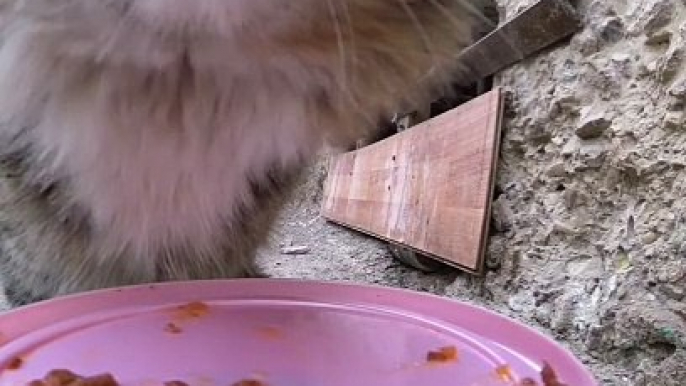 Food Delivery for Cats Using RC Car