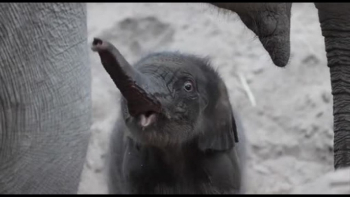 L'elefantino nato la settimana scorsa allo zoo di Copenhagen