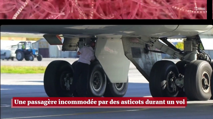 Une passagère perturbée par des asticots durant un vol