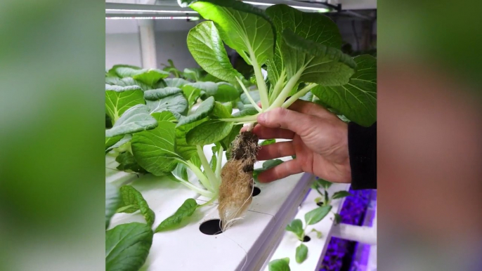 Learn how hydroponic systems can grow fresh produce year-round