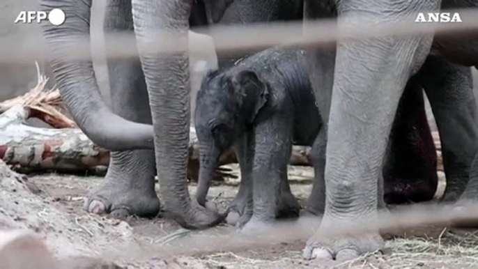 Lo zoo di Copenaghen da' il benvenuto a un cucciolo di elefante