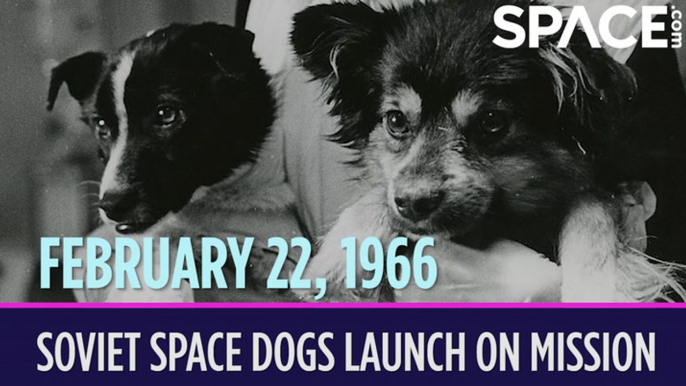OTD In Space – February 22: Soviet Space Dogs Launch On Record-Setting Mission